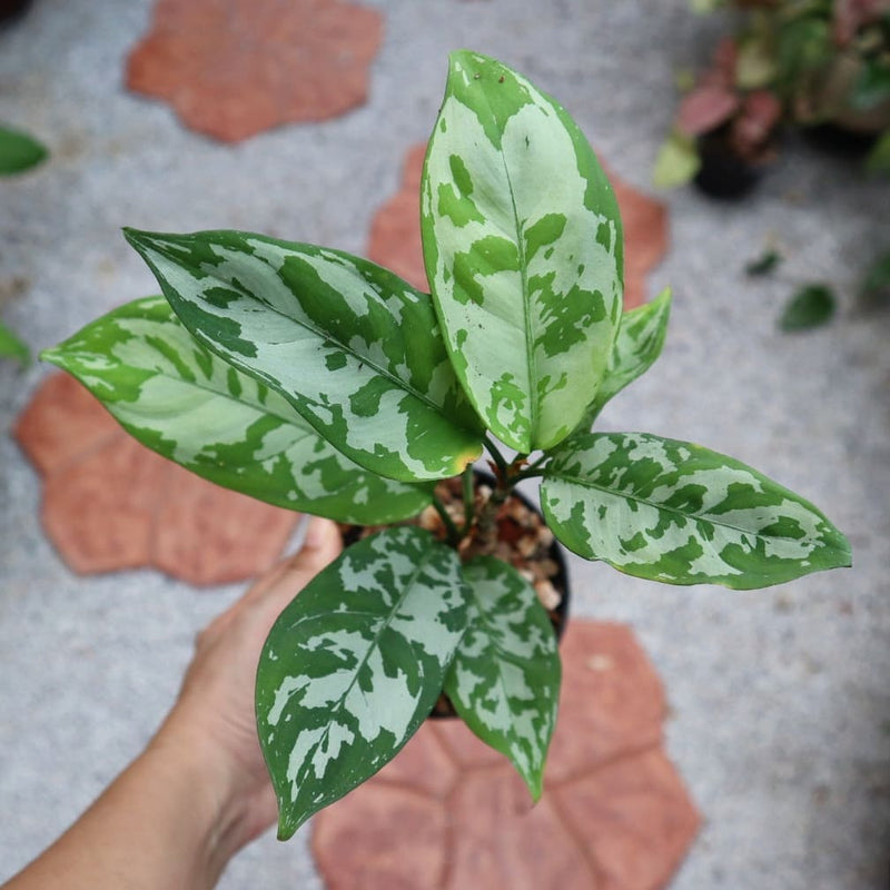 Aglaonema Nebulosum