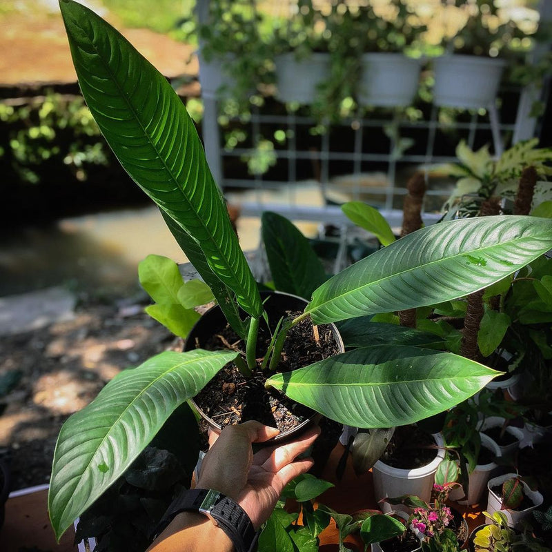 philodendron lynette