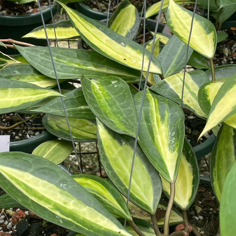 hoya pot of gold