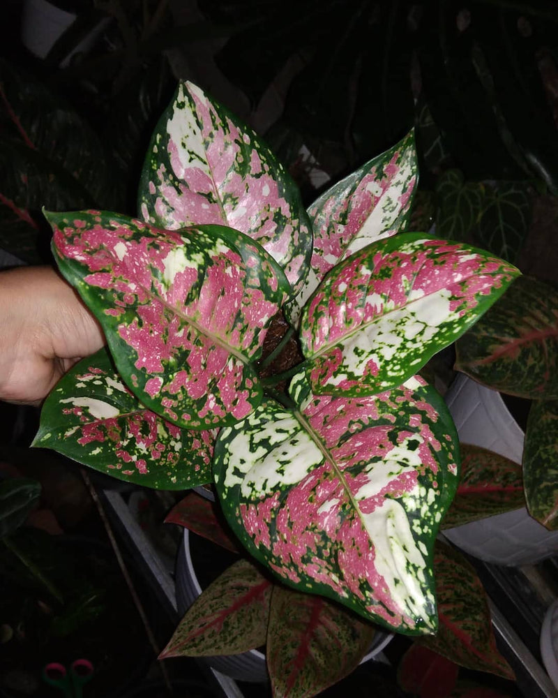 Aglaonema Three Colour