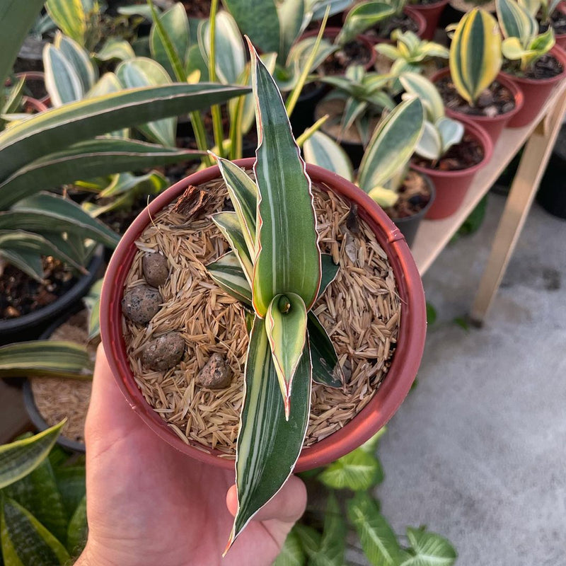 Sansevieria Robusta dwarf White Variegated