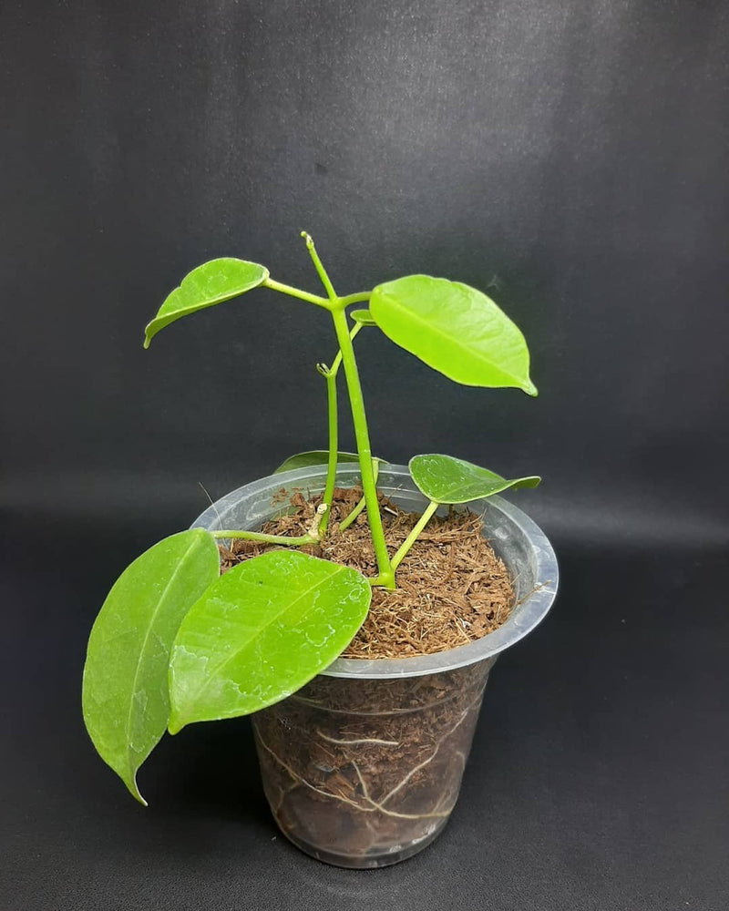 Hoya Eriostemma Sp Papua