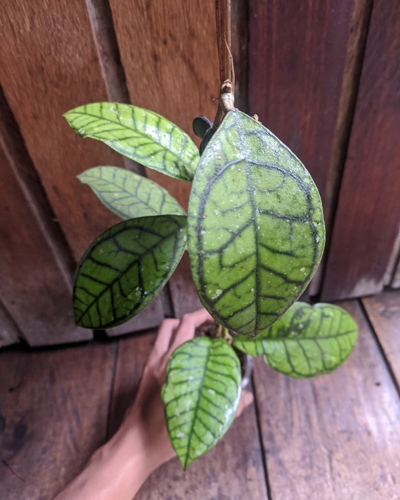 Hoya Ranauensis Sp Borneo