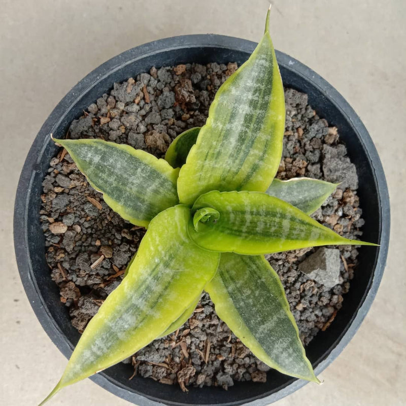 Sansevieria Cordova Variegated