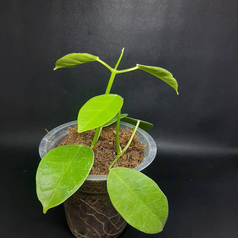 Hoya Eriostemma Sp Papua