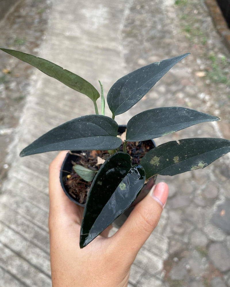 Scindapsus Black Velvet Sp Borneo