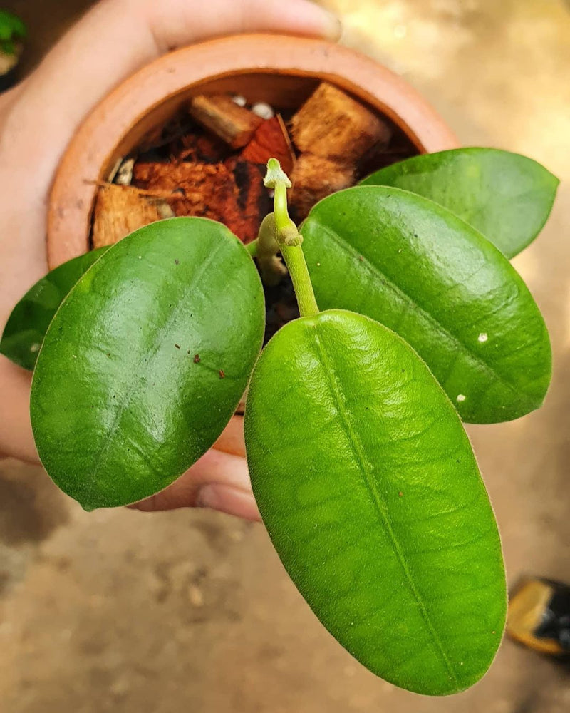 Hoya Coronaria Green