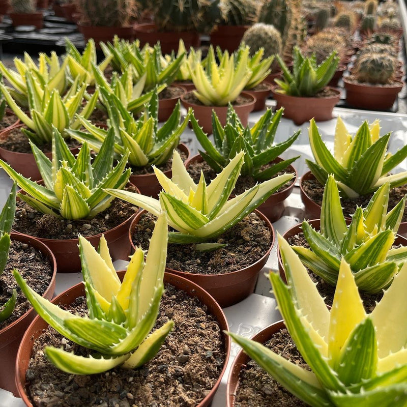 Aloe Mitriformis Variegated