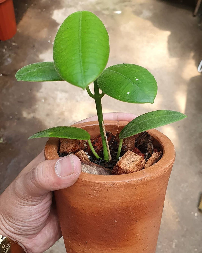 Hoya Coronaria Green