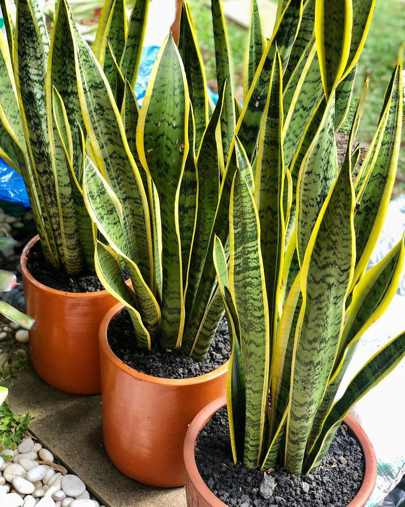 sansevieria cylindrica gold