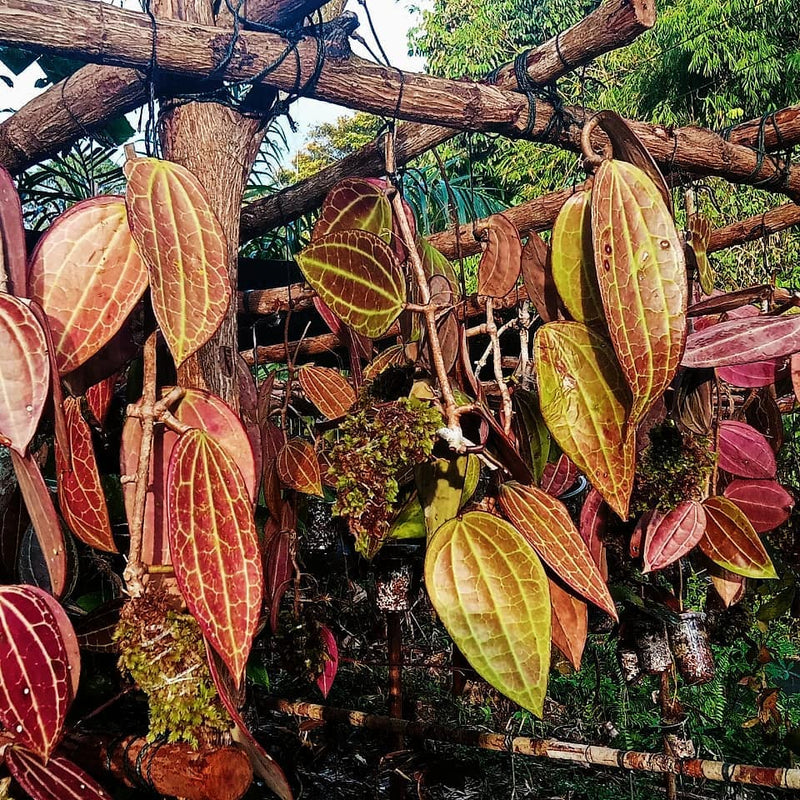 Hoya Macrophylla Red