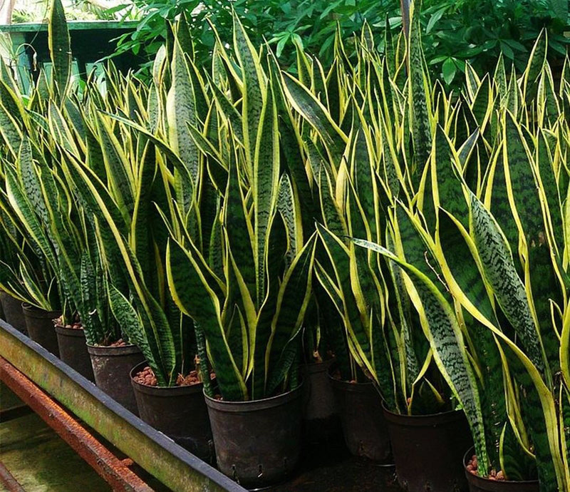 sansevieria cylindrica gold