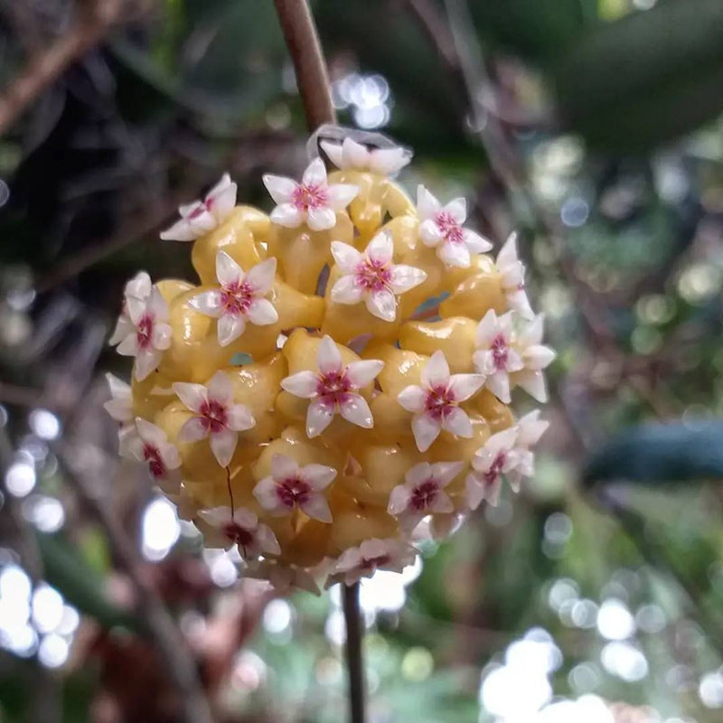 Hoya Cinnamomifolia