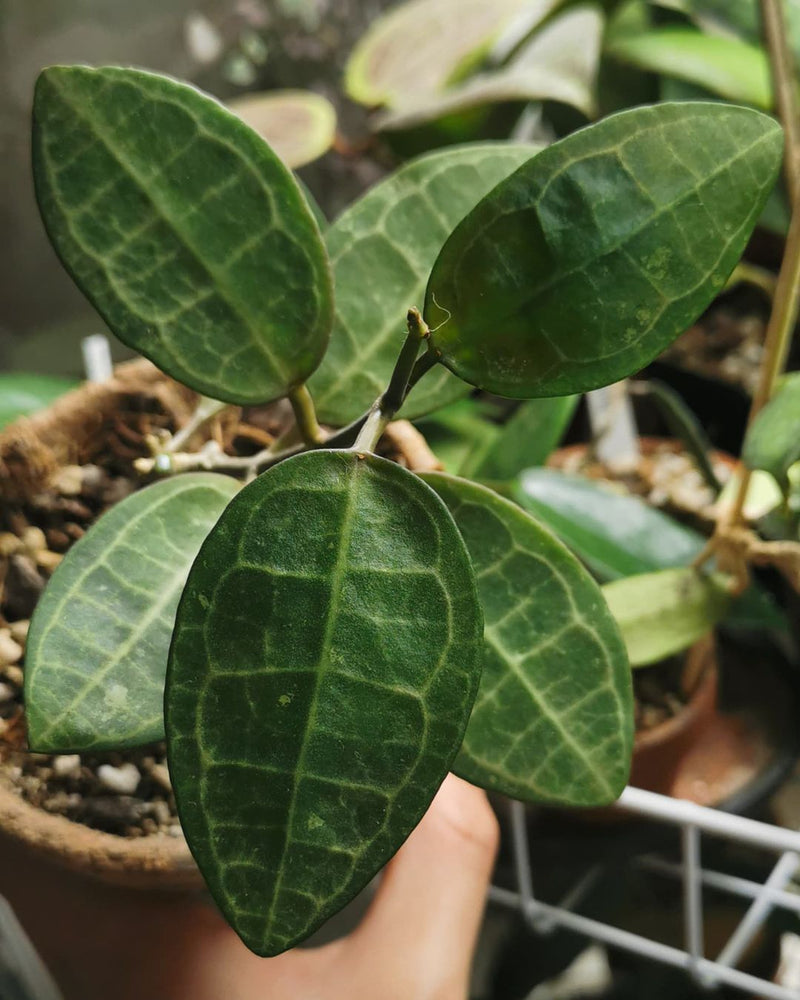 Hoya Elliptica