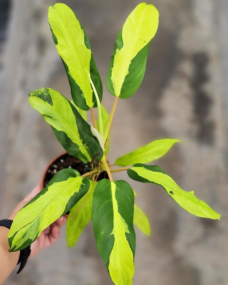 Philodendron Thai Sunrise Variegated