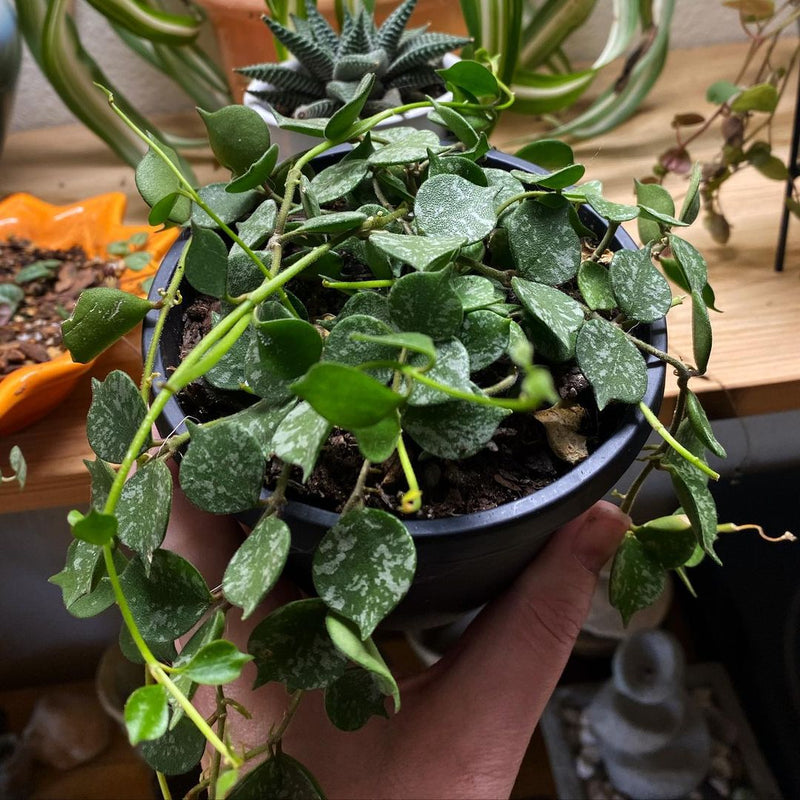 Hoya Curtisii