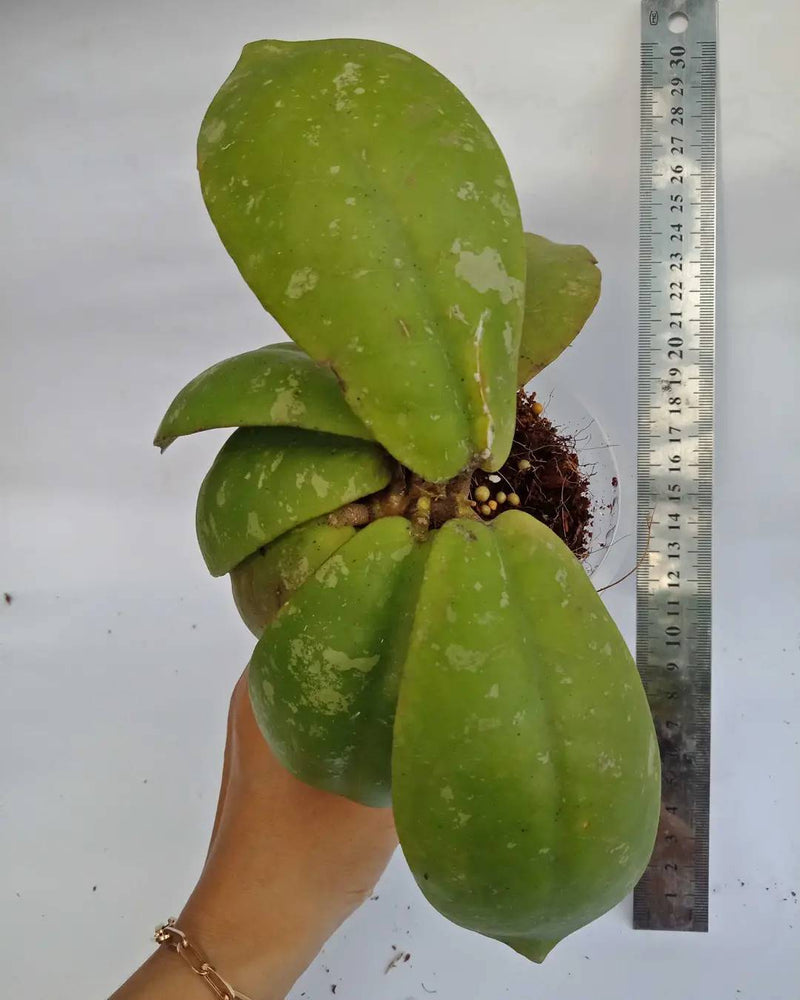 Hoya Mitrata