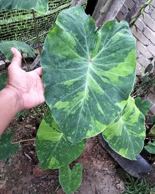 Colocasia midori sour