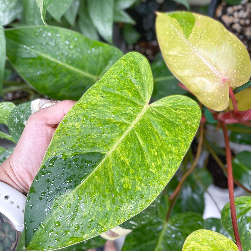 Philodendron Painted Lady