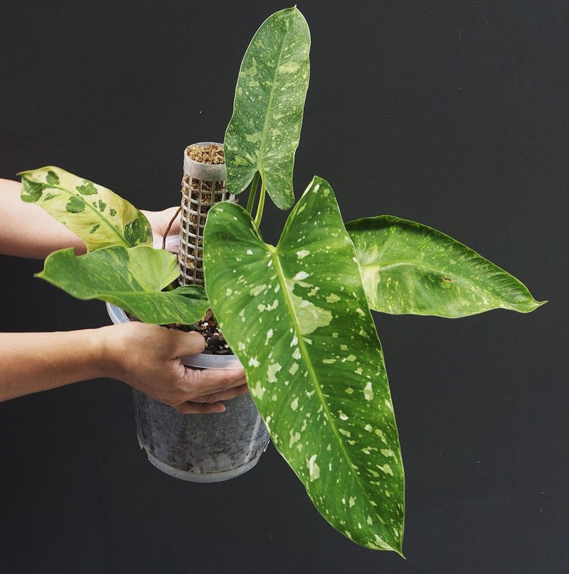 Philodendron Jose Buono Variegated