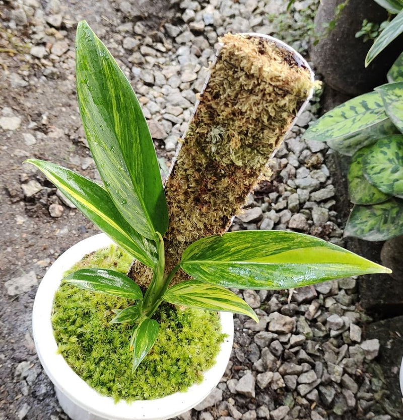 Scindapsus Rupestris Variegated