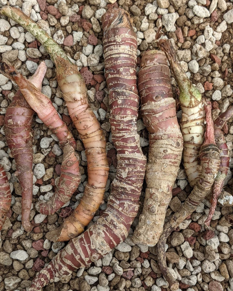 10 Tubers Alocasia longiloba