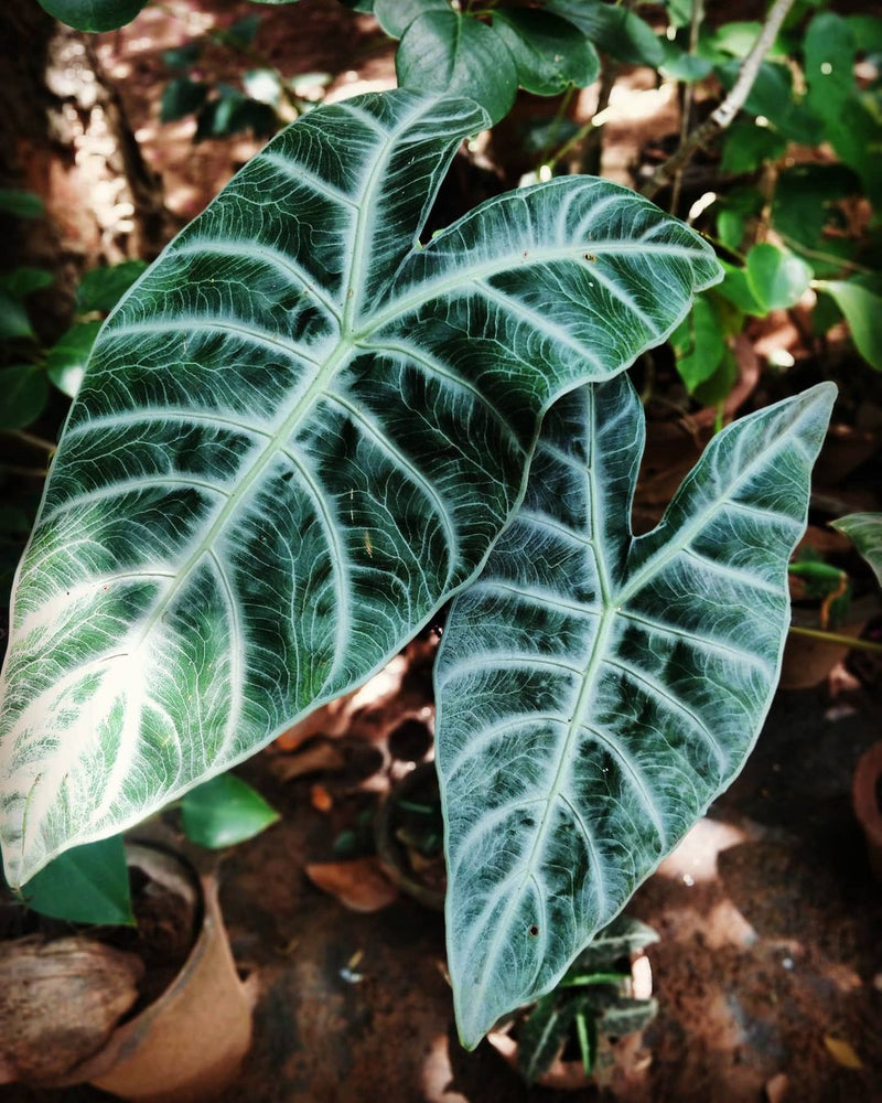 Alocasia Longoliba