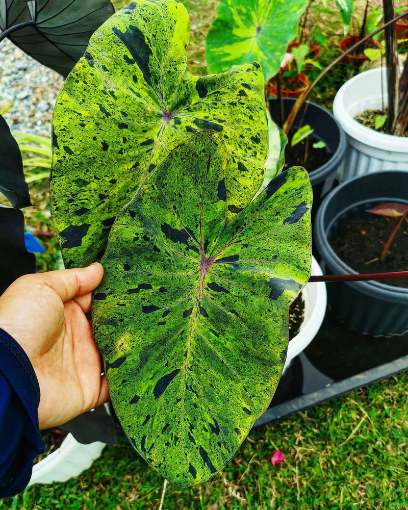 Colocasia Mojito