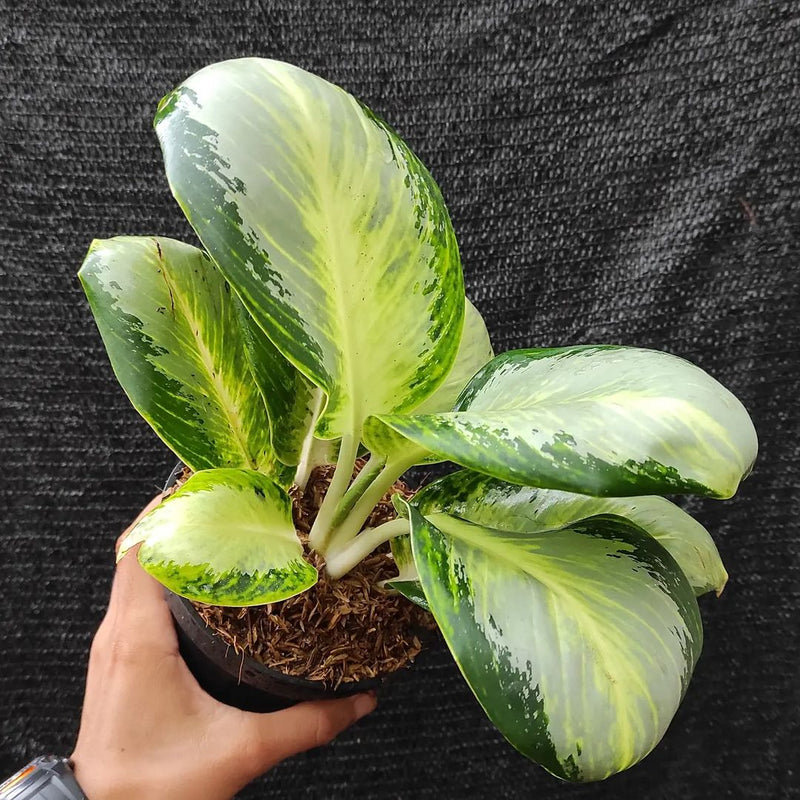 Aglonema Green Bowl