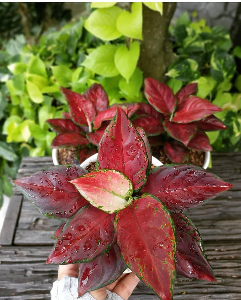 Aglaonema Black Maroon