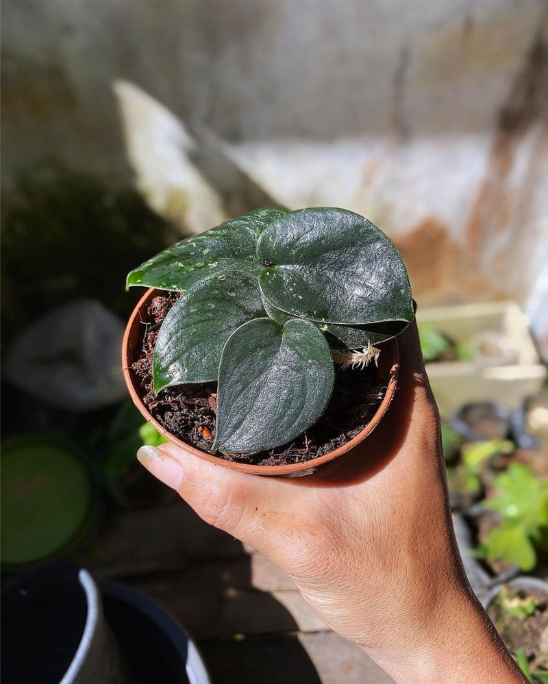 Scindapsus Dark Satin