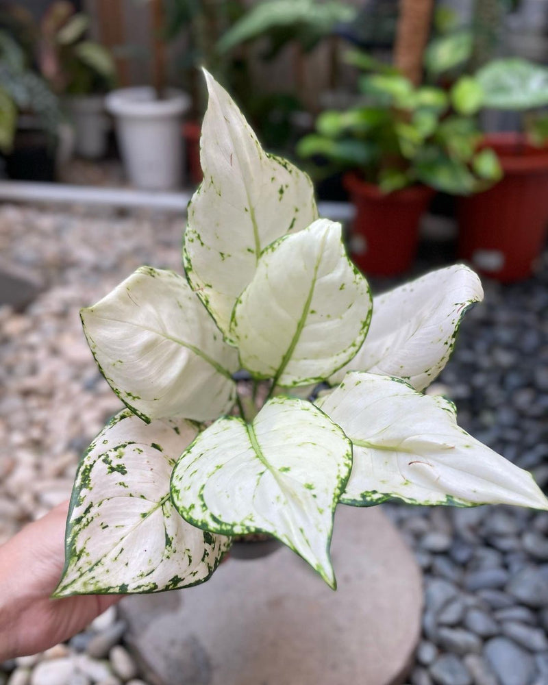 Aglaonema Super White