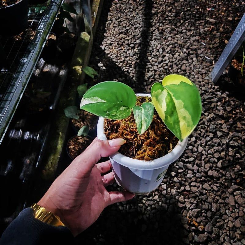 Scindapsus Jade Satin Variegated