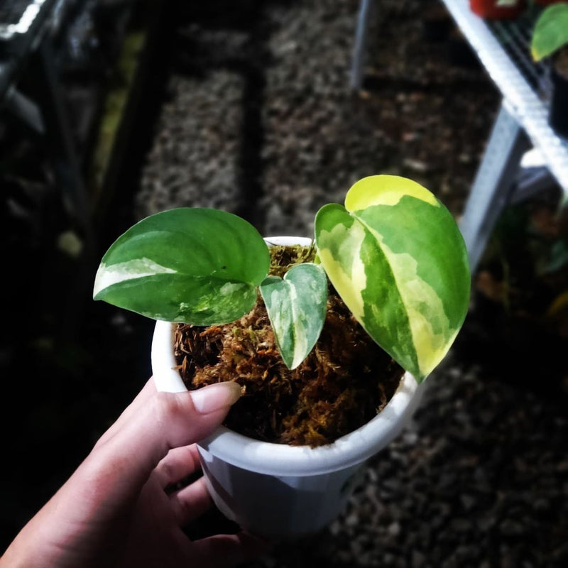 Scindapsus Jade Satin Variegated