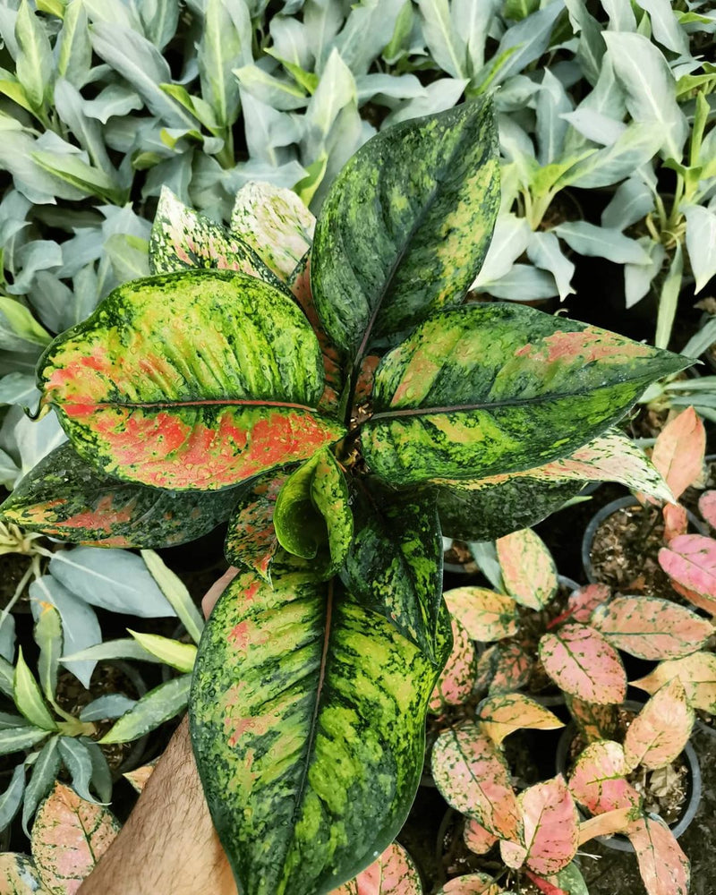 Aglaonema Heng Heng