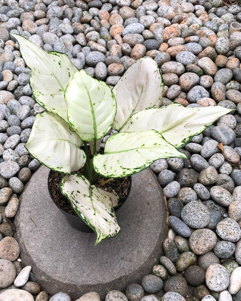 Aglaonema Super White