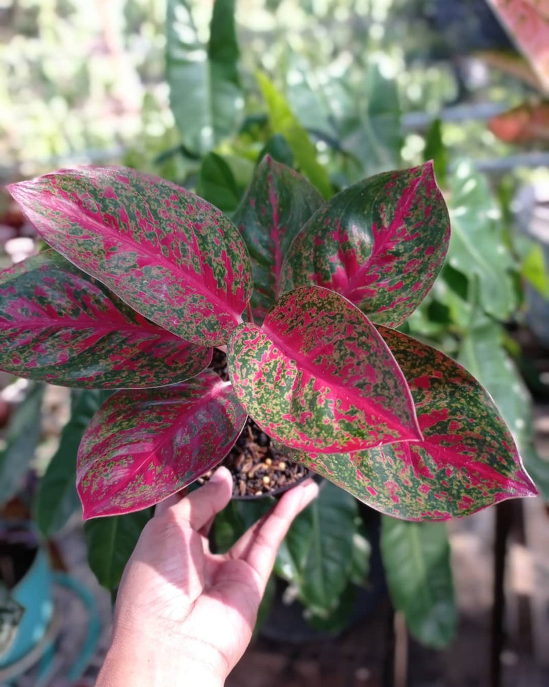 Aglaonema Red Stardust