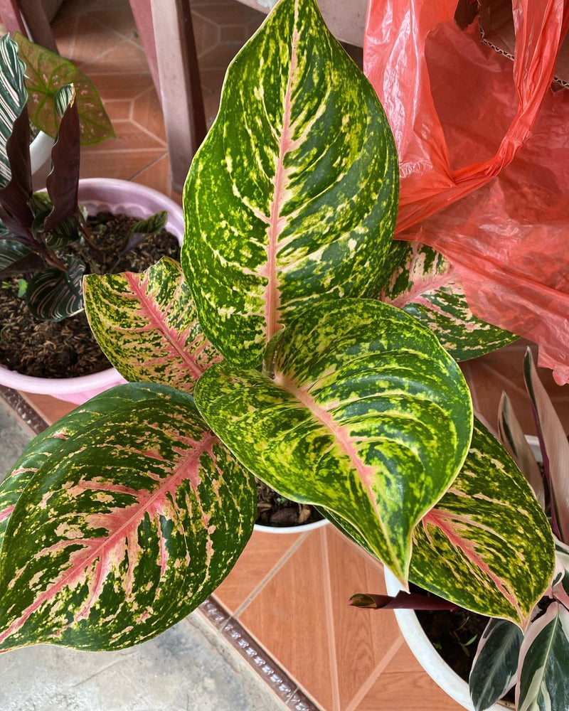 Aglaonema Big Papa