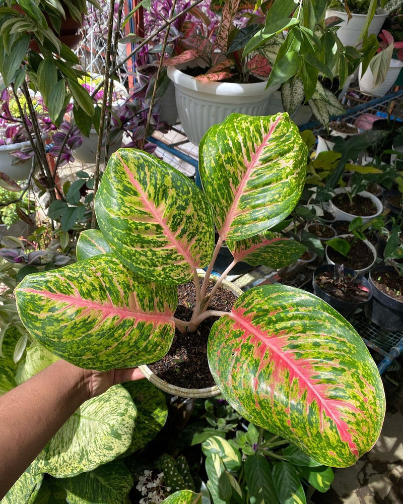 Aglaonema Big Papa