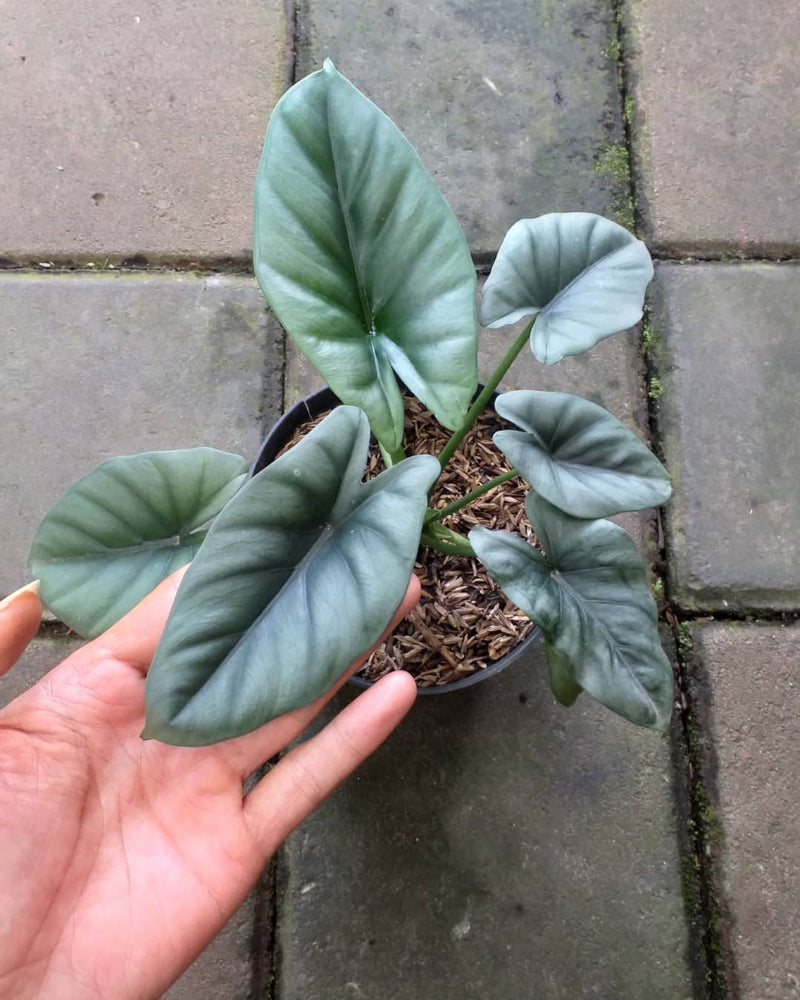 Alocasia Reversa