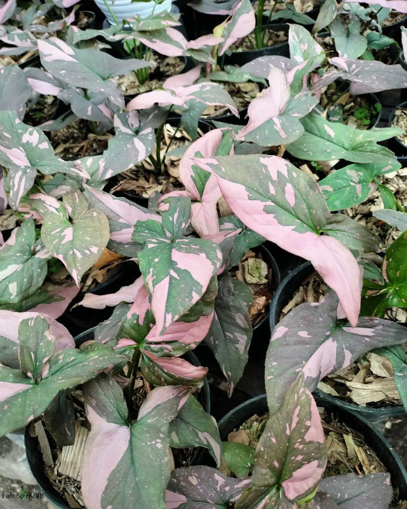 12 Syngonium Pink Splash