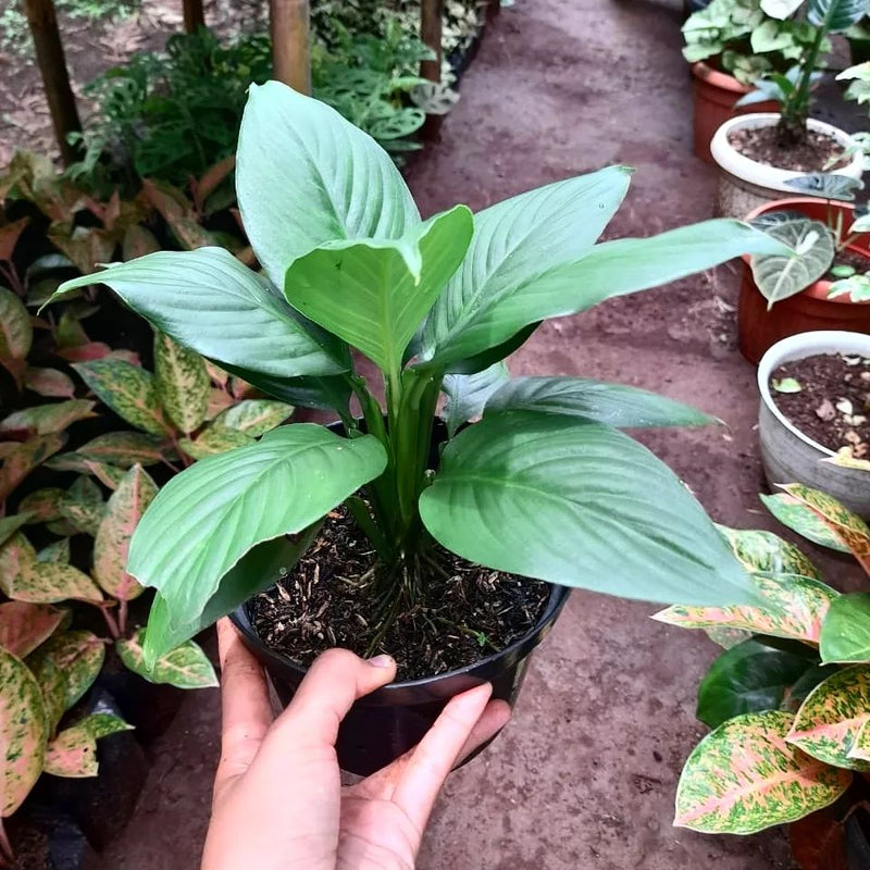 Spathiphyllum Sensation