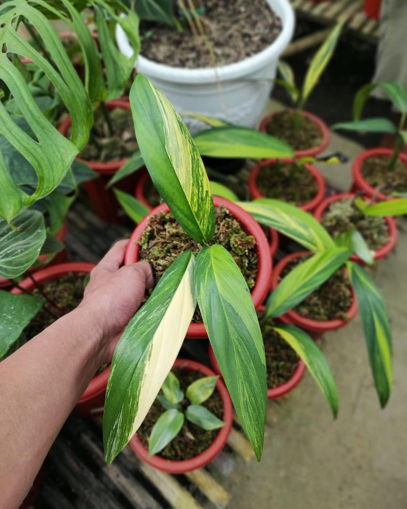 Epipremnum Amplissimum Variegated