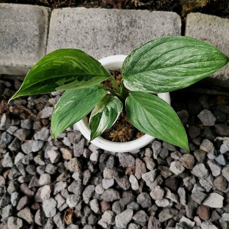 Scindapsus Perakensis Variegated