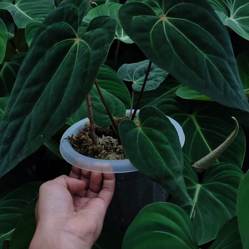 Anthurium Dark Mama