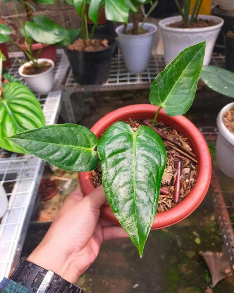 Anthurium Veitchii