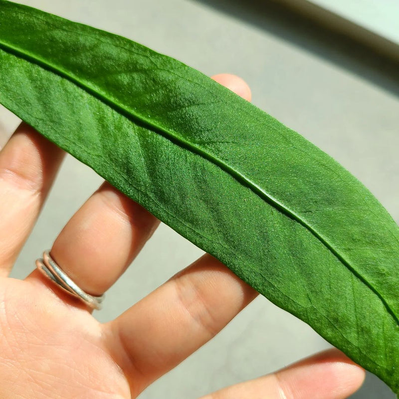 Anthurium Vittarifolium