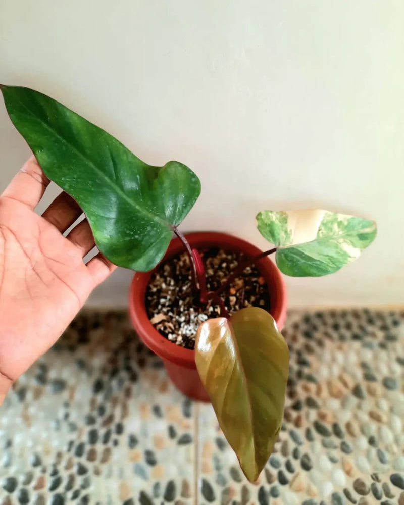 Philodendron Strawberry Shake