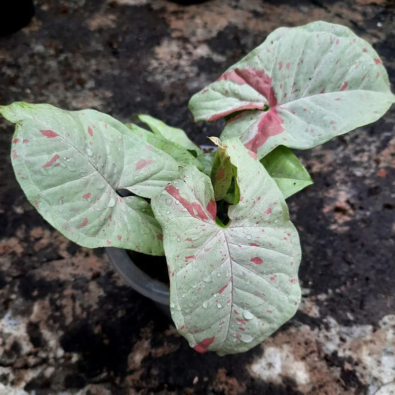 Syngonium Milk Confetti