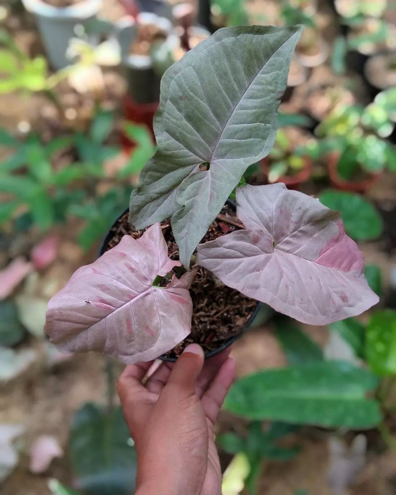 Syngonium Pink Spot